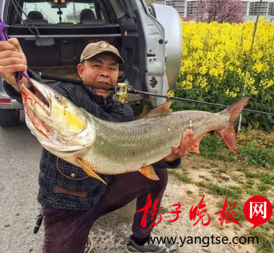 小伙钓到12.5公斤鳡鱼 20分钟才弄上岸(组图)