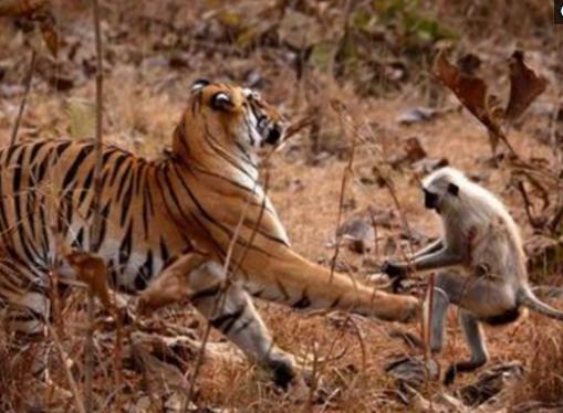 猴子胆大进老虎领地，还挑战老虎权威，下场你们自个儿看吧