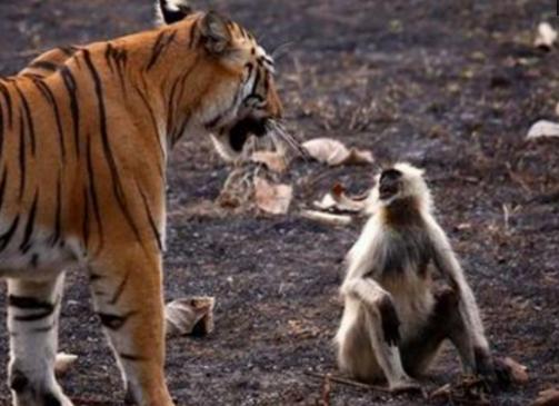 猴子胆大进老虎领地,还挑战老虎权威,下场你们自个儿看吧