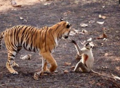 猴子胆大进老虎领地,还挑战老虎权威,下场你们自个儿看吧