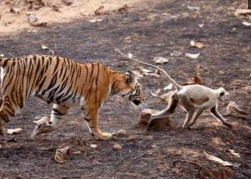 猴子胆大进老虎领地,还挑战老虎权威,下场你们自个儿看吧