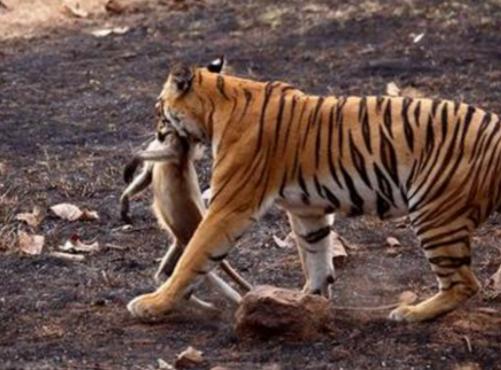 猴子胆大进老虎领地,还挑战老虎权威,下场你们自个儿看吧