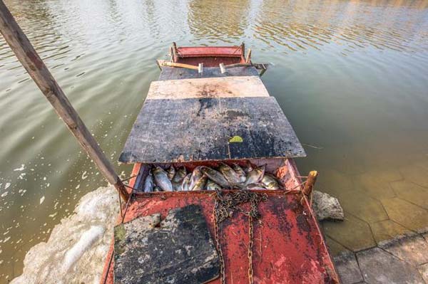 公园池塘缺氧养鱼户发愁,市民徒手捞鱼