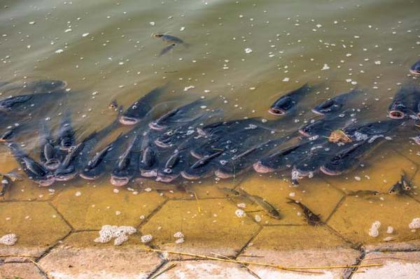 公园池塘缺氧养鱼户发愁,市民徒手捞鱼