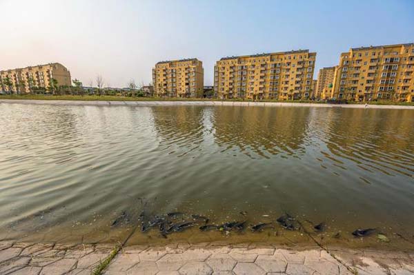 公园池塘缺氧养鱼户发愁,市民徒手捞鱼