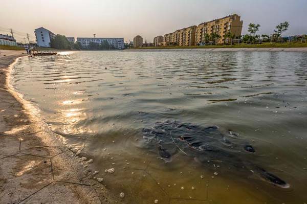 公园池塘缺氧养鱼户发愁,市民徒手捞鱼