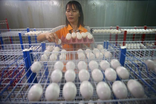 泰国鳄鱼养殖场：从破壳而出到做成名贵包包