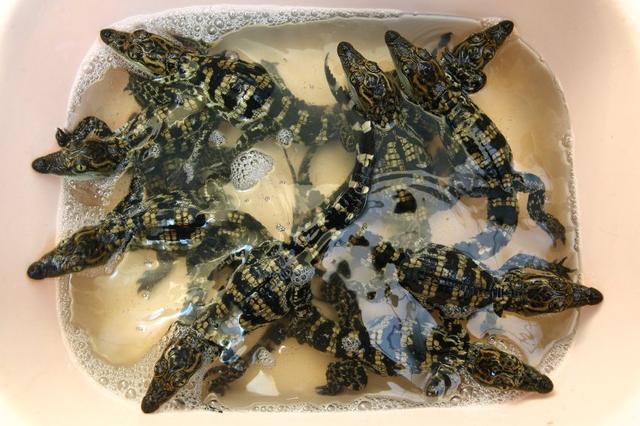 泰国鳄鱼养殖场：从破壳而出到做成名贵包包