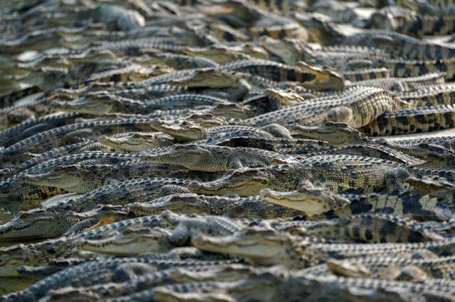 泰国鳄鱼养殖场：从破壳而出到做成名贵包包