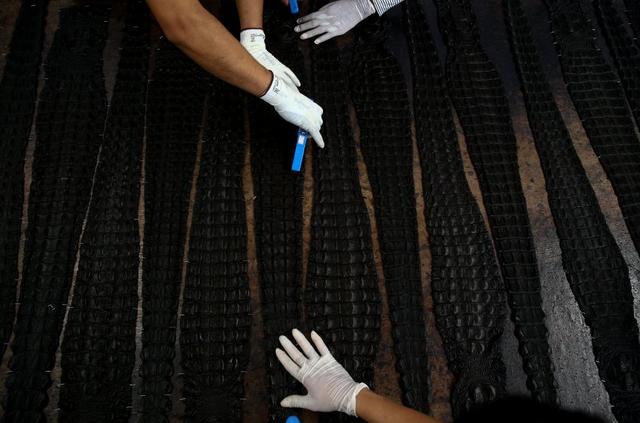 泰国鳄鱼养殖场：从破壳而出到做成名贵包包