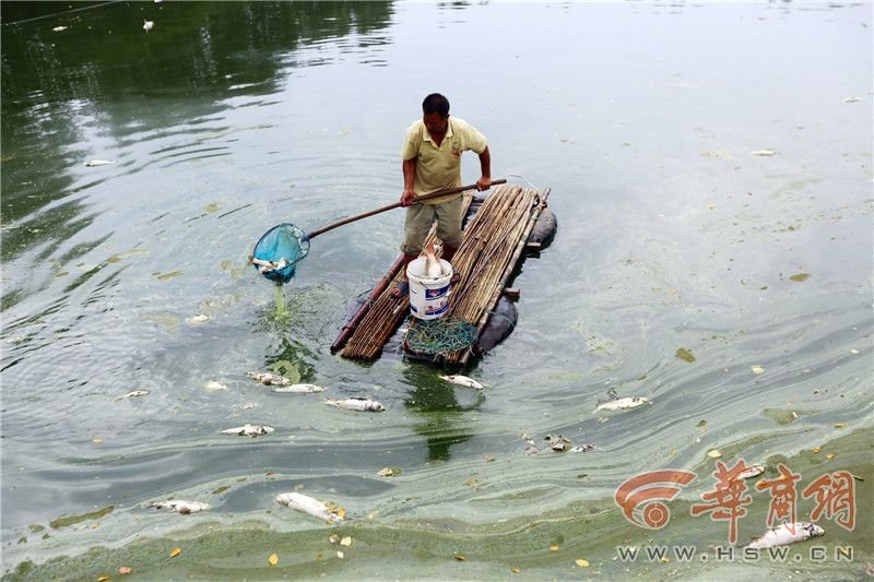西安村民1万斤鱼一夜之间蹊跷翻塘