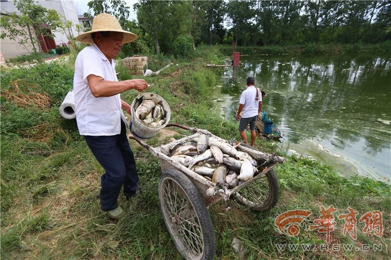西安村民1万斤鱼一夜之间蹊跷翻塘