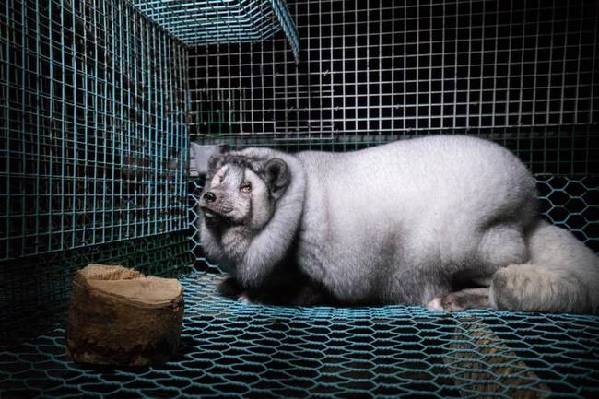 为做毛皮大衣 这些狐狸被养成“肉球怪物”(组图)