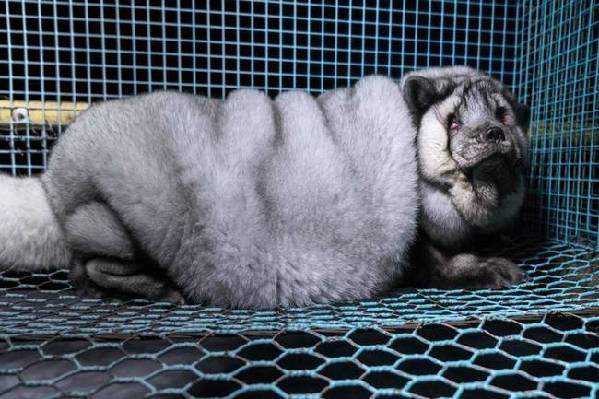 为做毛皮大衣 这些狐狸被养成“肉球怪物”(组图)