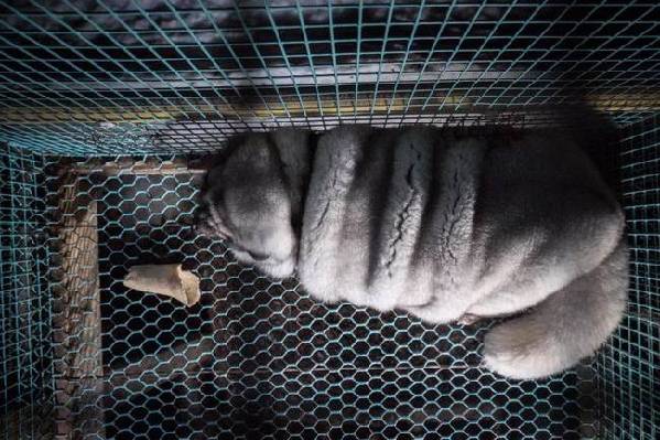为做毛皮大衣 这些狐狸被养成“肉球怪物”(组图)