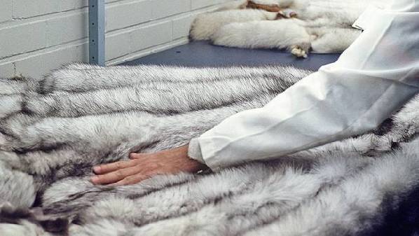 为做毛皮大衣 这些狐狸被养成“肉球怪物”(组图)