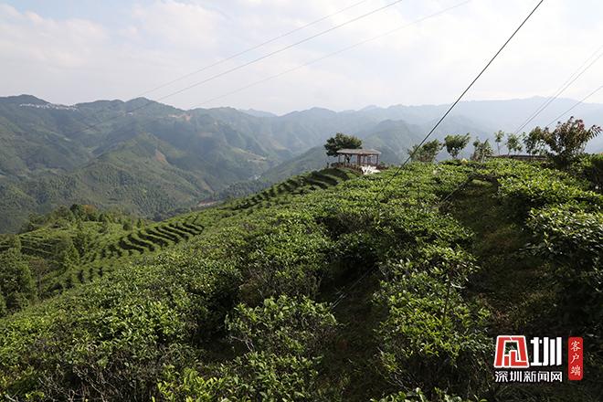 凌云县加尤镇茶山