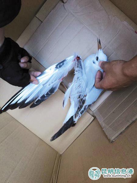 “不能抓，快放了。”巡逻的保安人员刚好看到这一幕，连忙上前制止。保安劝阻后，该男子恼怒地揪住海鸥翅膀往下一甩，将海鸥重重地摔到地上。这一摔，致使海鸥的翅膀折断，还流了血。