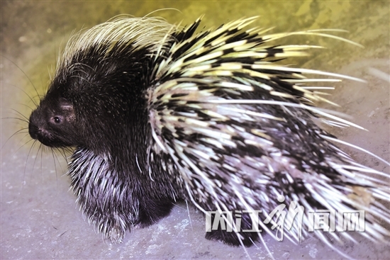 威远90后女大学生返乡养豪猪：年入30万元，曾遭爷奶反对