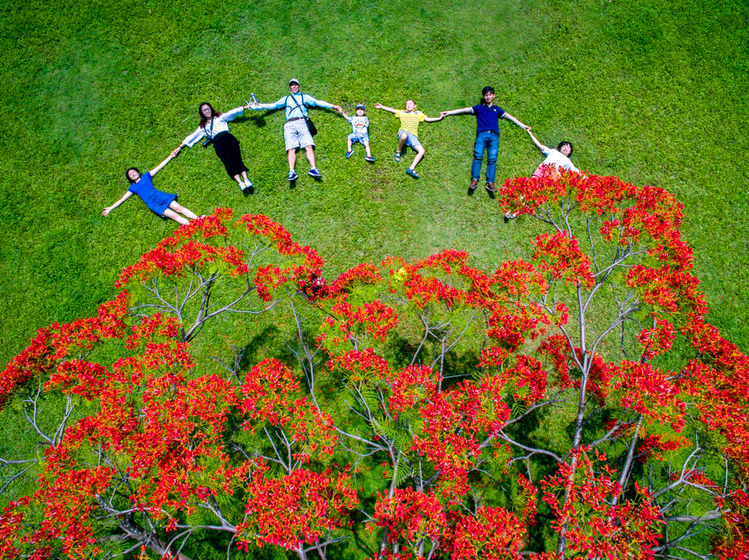 《凤凰花开》凤凰花开的季节，绿色草坪中一颗高大的凤凰木正红似烈焰。作者：缪华 拍摄设备：大疆精灵Phantom 3Professional 拍摄时间：2015.11